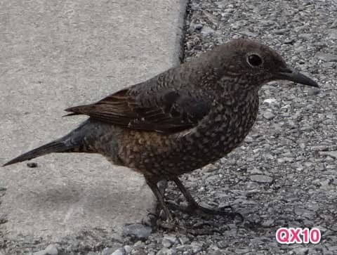 20140112-tori-QX10-2