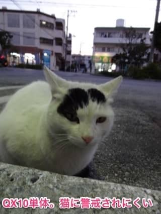 20140123-cat