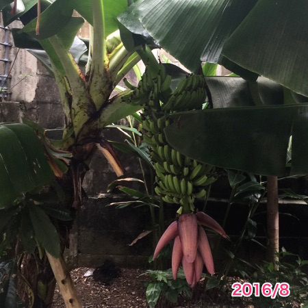 20161115-banana-6