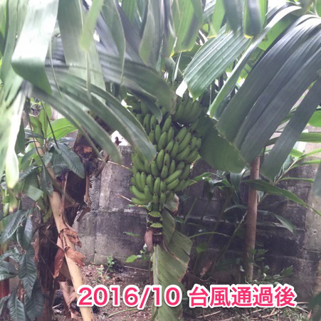 20161115-banana-7