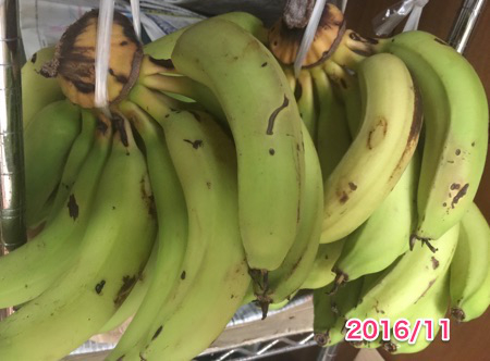 20161115-banana-8